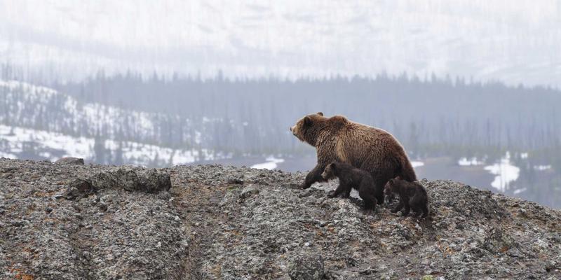 综合导航52:您的全能型实用工具与网站目录指南
